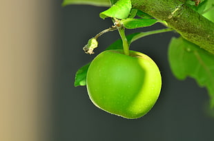 depth of field photography of unpicked green apple