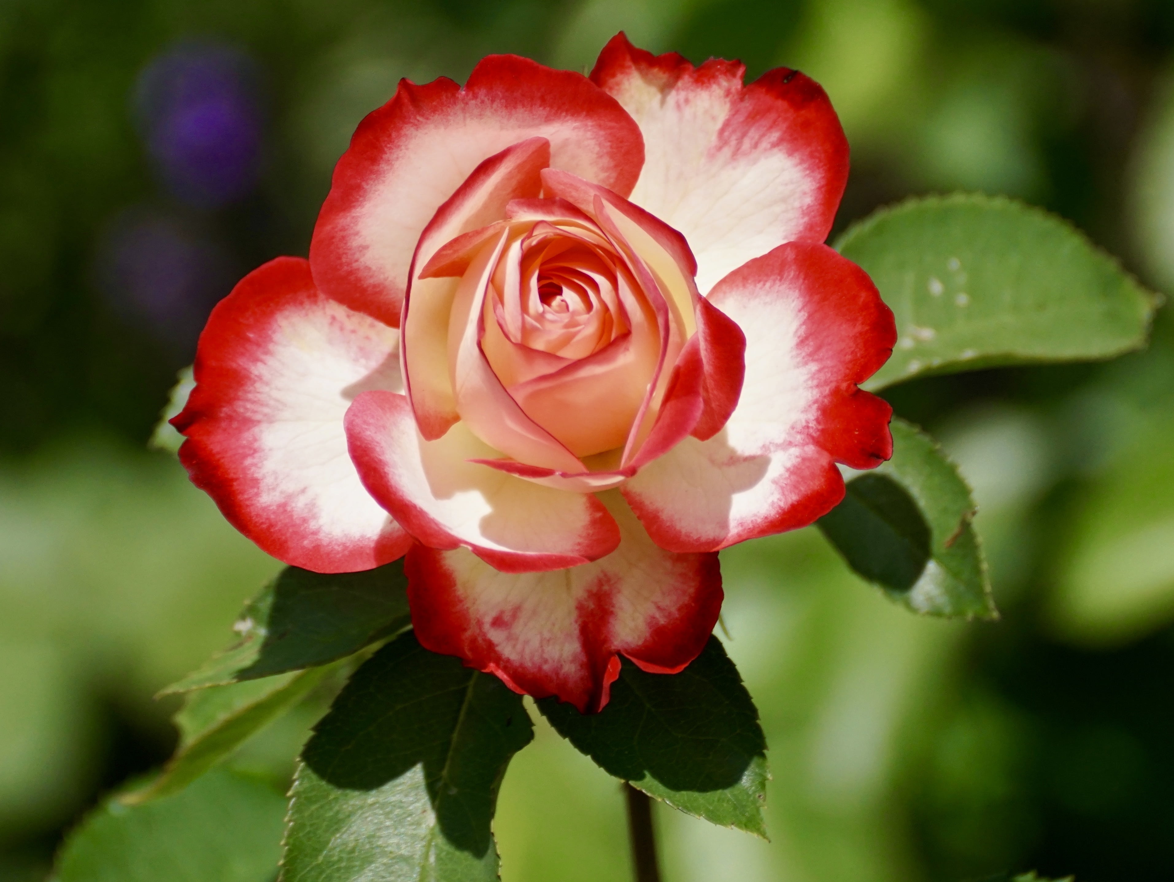 Картинки розы. Роза Тюдоров сорт. Роза Тюдоров сорт розы. Роза Челленджер. Роза сорт Присцилла.