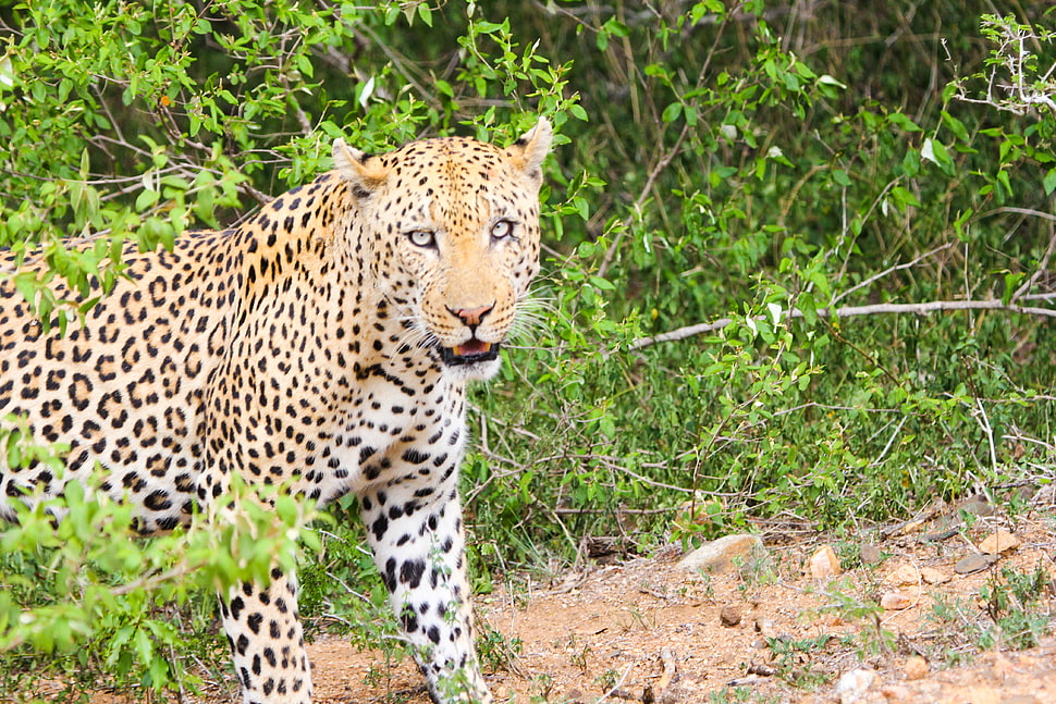 photography of leopard HD wallpaper