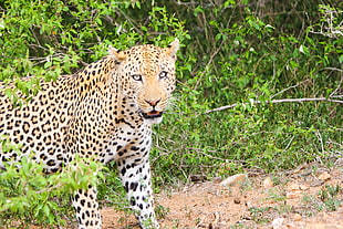 photography of leopard