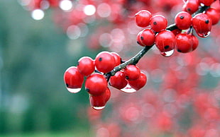 round red fruits HD wallpaper