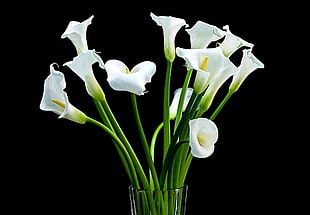 bouquet of white flowers HD wallpaper