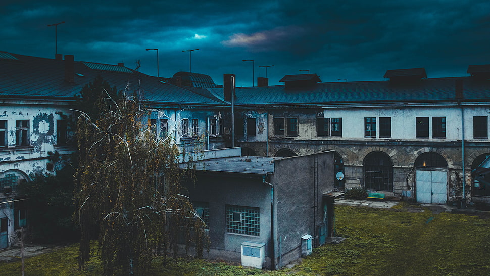 willow tree beside abandoned building at night time HD wallpaper