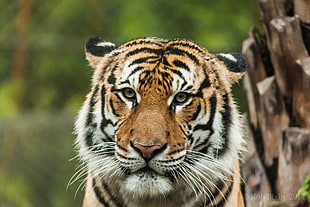 tiger photo during daytime HD wallpaper