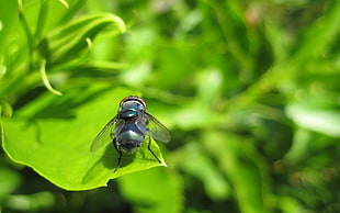 green horsefly, macro, flies, leaves, plants
