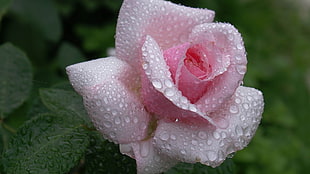 shallow focus photo of pink rose with water droplets