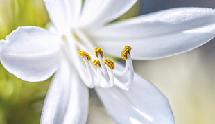 shallow focus photography of white flower HD wallpaper