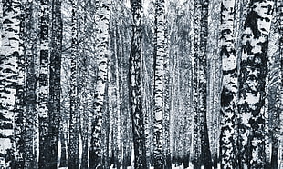 photo of birch trees HD wallpaper