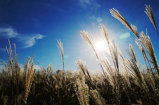 Wheat field under blue sky HD wallpaper