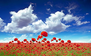 red Poppy flower field at daytime painting