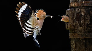 brown, white, and black bird, nature, animals, birds, hoopoes