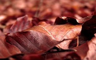 tilt shift lens photography of brown dried leaves HD wallpaper