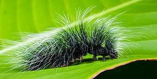 white and black Tussock Moth caterpillar HD wallpaper