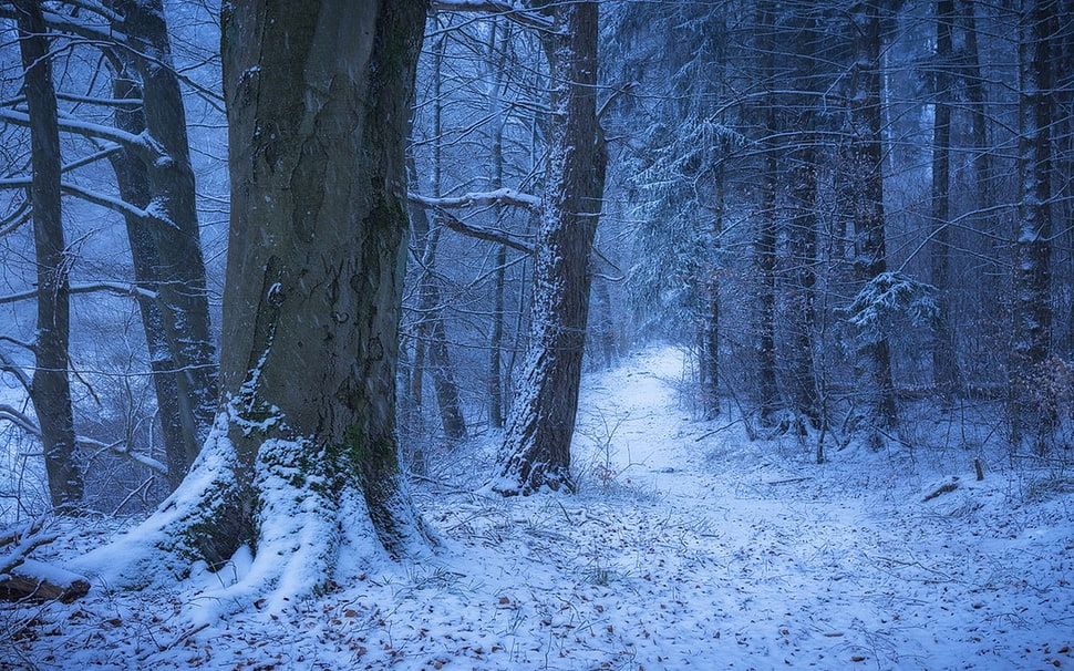 gray tree trunks, nature, landscape, winter, Germany HD wallpaper