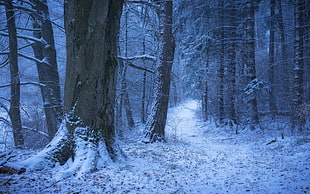 gray tree trunks, nature, landscape, winter, Germany