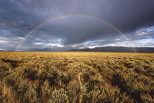 rainbow under cloudy sky on green grass field, grand teton national park, jackson, wyoming