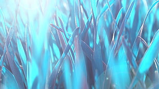 sword-shape grass, nature, leaves, blue background, plants HD wallpaper