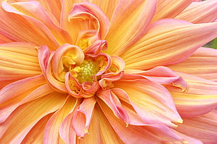 yellow and pink petaled flower, dahlia