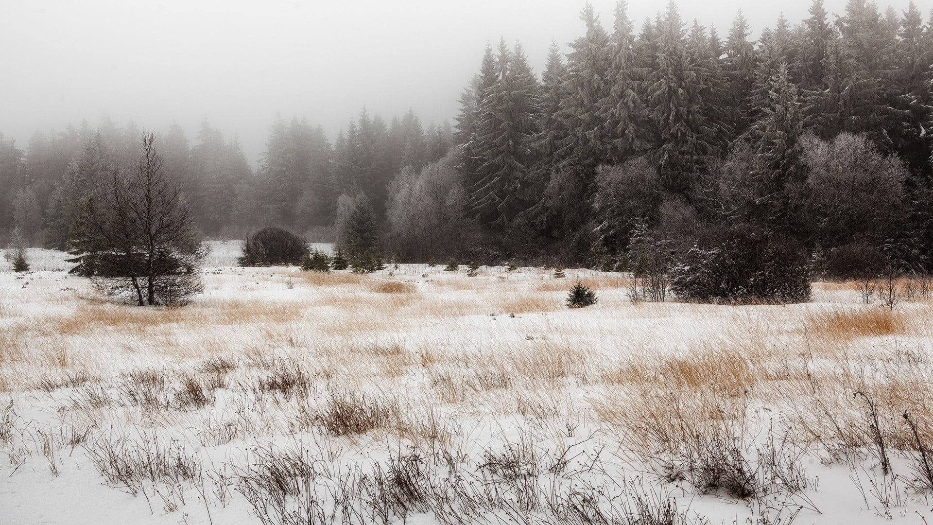 snow and tree covered field, winter, forest, snow, nature