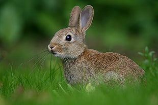 brown hare at the green grass