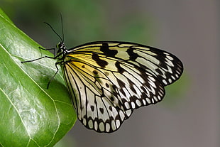 white and black moth butterfly on tip of leaf, idea leuconoe