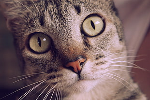 portrait photo of silver tabby cat HD wallpaper