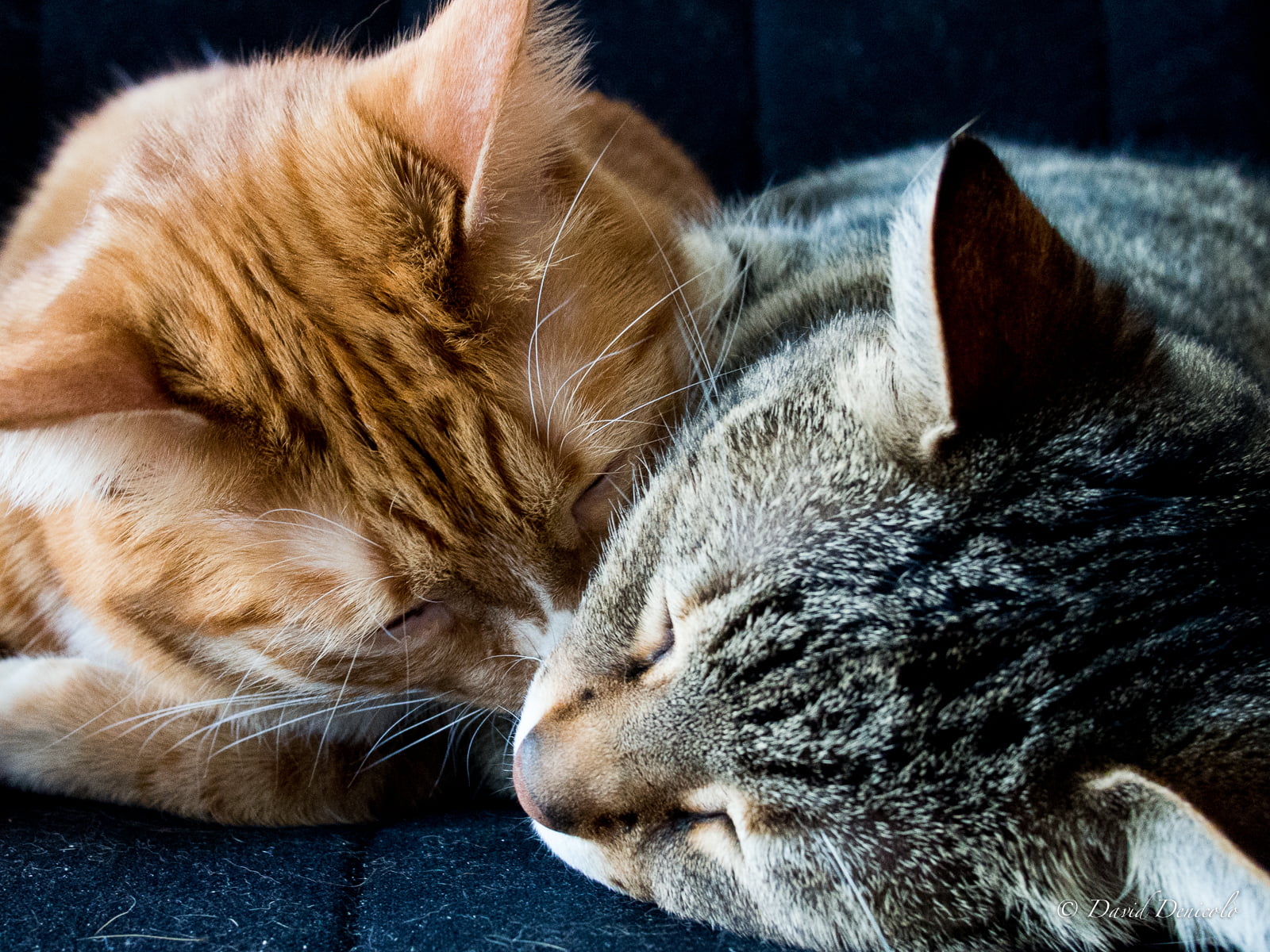 orange and gray tabby cats