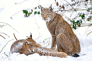 two brown Lynx cats laying down on snow HD wallpaper