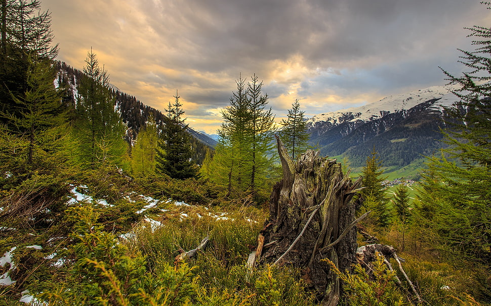 brown tree trunk, forest HD wallpaper