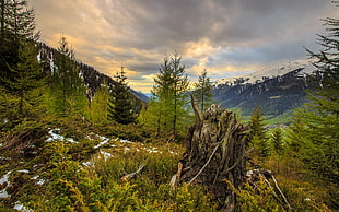 brown tree trunk, forest