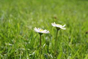 two white dandelions macro shot photography