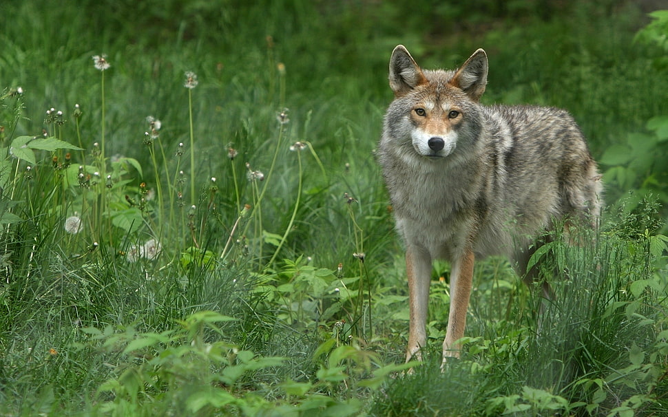 animal in field scenery HD wallpaper