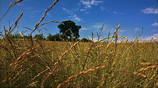 green wheat plants, landscape, oak