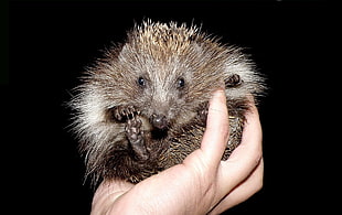 person holding brown hedgehog