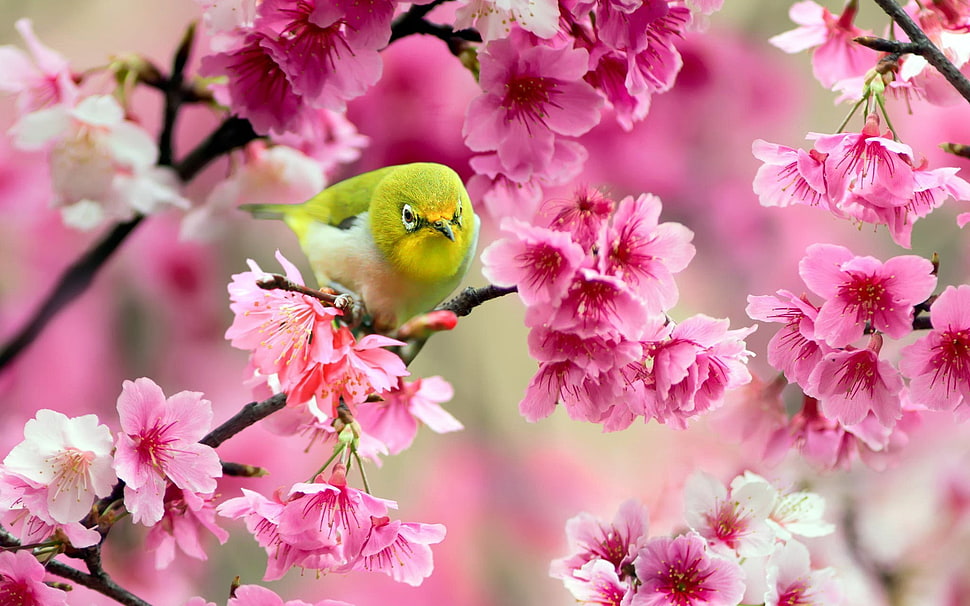 green and white bird, birds, animals, pink flowers, blossoms HD wallpaper