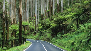 gray concrete road, forest, Australia