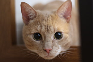 macro shot photography of brown tabby cat