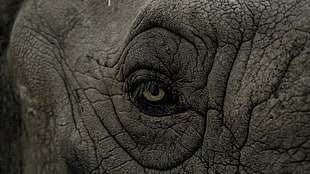 gray elephant, nature, animals, wrinkles, closeup