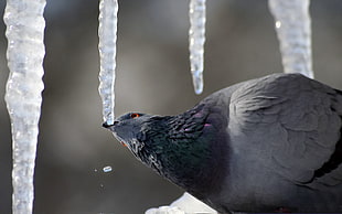 shallow focus photography of Blue Bar pigeon