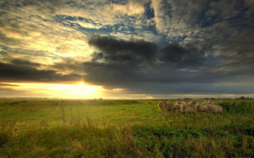 herd of sheep, nature, sunset, landscape, clouds HD wallpaper