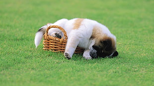 medium-coated white and tan puppy on basket HD wallpaper