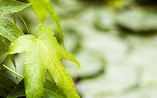 selective focus photography of leaf with water dew