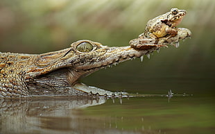 brown alligator and brown frog, animals, reptiles