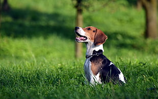 white and brown beagle on green gas's field