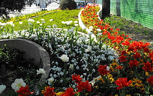 photograph of white, red and yellow flower garden
