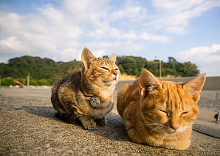 two brown and orange Tabby cats