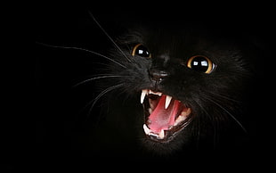 black Cat