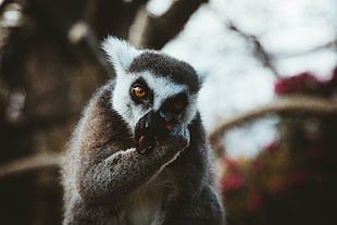 black and white lemure HD wallpaper