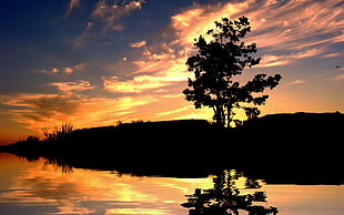 silhouette of tree, sunset, nature, water, reflection