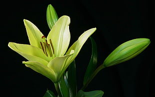 yellow Lilies closeup photography